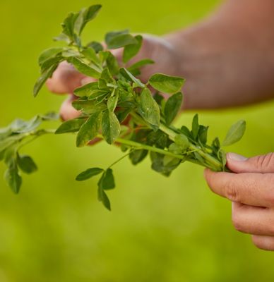 hand holding alfalfa plant