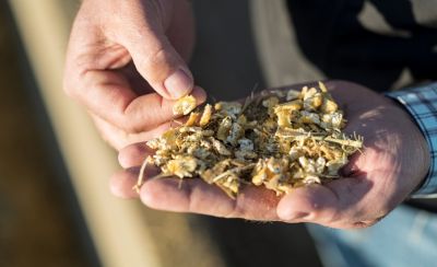 Inspecting silage