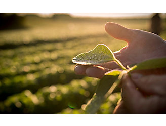 Hand holding soybean leaf