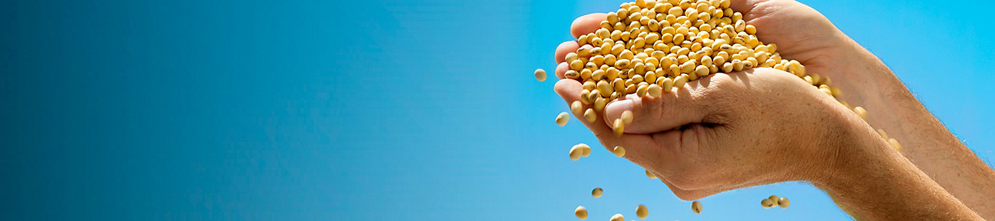 Hands holding Plenish Soybeans