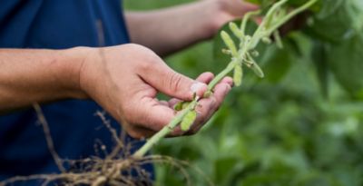 Inspecting soybeans