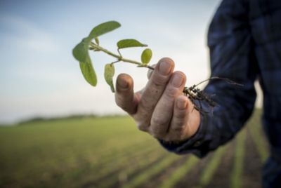 Emergence soybean stalk