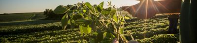 Inspecting midseason soybeans