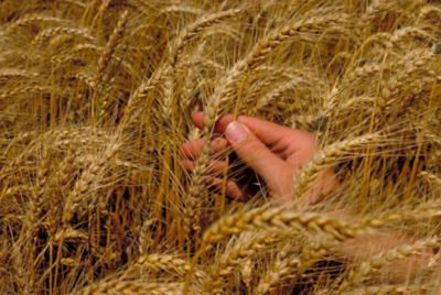 hand in wheat