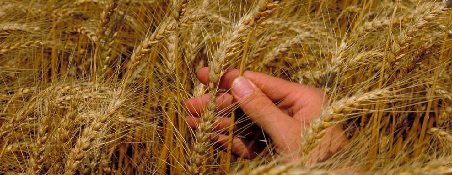 hand in wheat