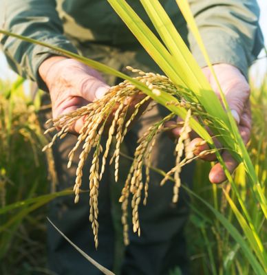 Hand inspecting rice stalk