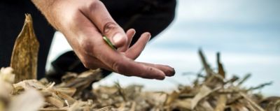 Soybean stubble