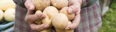 hands-holding-potatoes-1_beauty_1_1