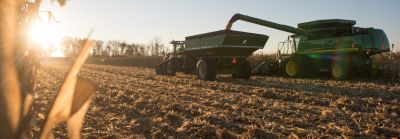 Harvesting corn in field