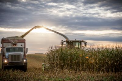 Harvesting corn in field