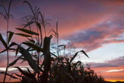 Corn tassles in sunset sky