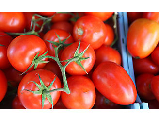 IMG_harvest-tomatoes-1_beauty_1_64-1