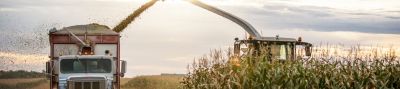 Harvesting a corn field