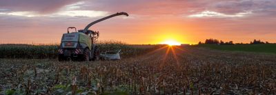 Harvesting a corn field