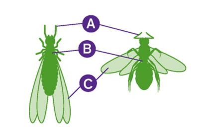 picture comparing an ant and termite