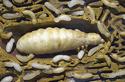 picture of a termite