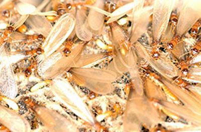 picture of a swarmer termite