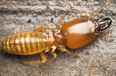 picture of a soldier termite