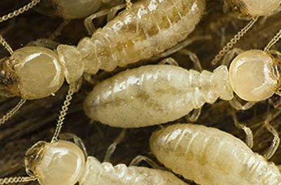picture of a termite