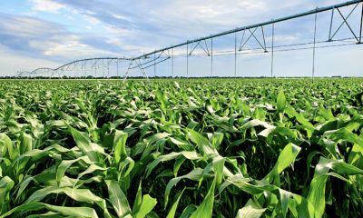 IMG_irrigation_Zambia_new-Pioneer-V1