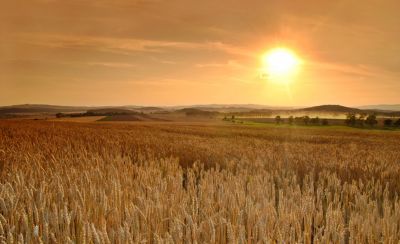 late-season-wheat-field-1_beauty_1_64-1