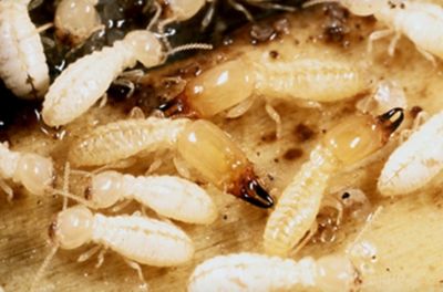 picture of a termite
