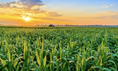 IMG_maize-west_Zambia_new_Pioneer-V1