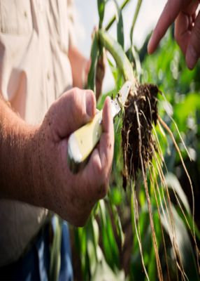 IMG_man-holding-corn-root-new