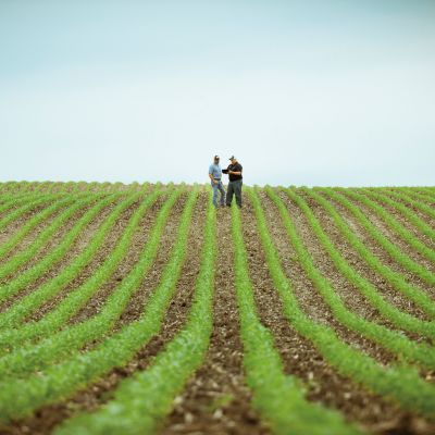 Emergent Corn Field