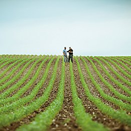 Emergent Corn Field