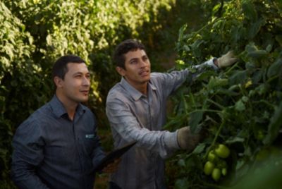 Men in tomato field inspecting plants