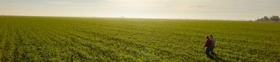 Midseason alfalfa field
