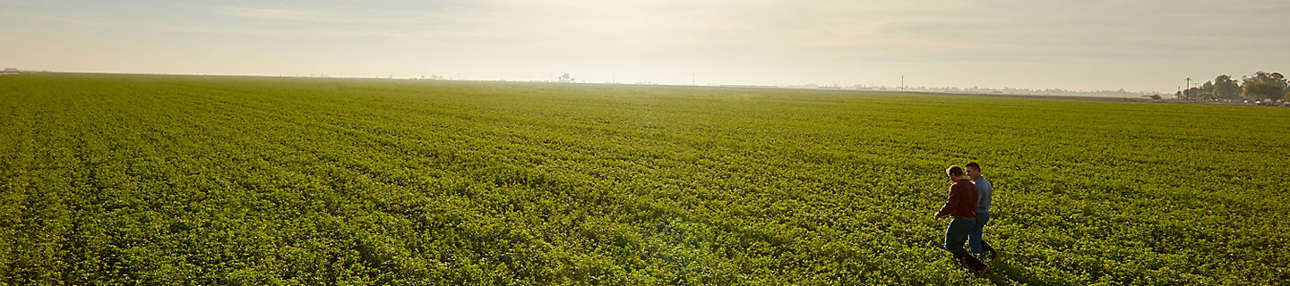 Midseason alfalfa field