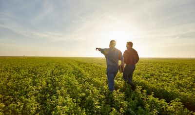 men walking in soybean field