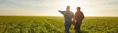 Men walking in alfalfa field