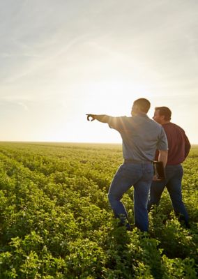 men walking in alfalfa field