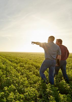 men walking through alfalfa field