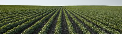 mid-season-soybean-field-1_beauty_1-1