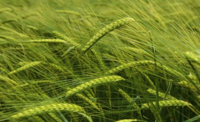 mid-season-wheat-close-up-1_beauty_1_64-1