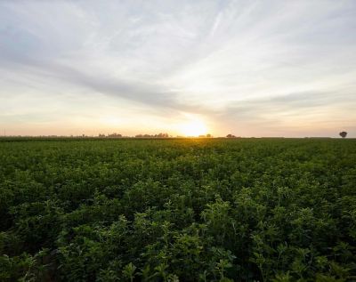 Midseason alfalfa field - sunset