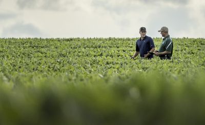 midseason-corn-farmer-rep-walking