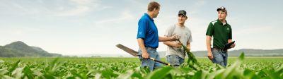 Three men walking in midseason corn field