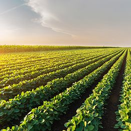 mid-season soybean field at sunset