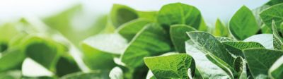 IMG_midseason-soybean-leaves-1_beauty_1-1