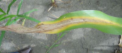Nitrogen deficiency in corn leaf
