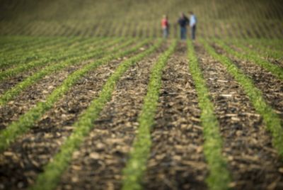 Emergence soybean field