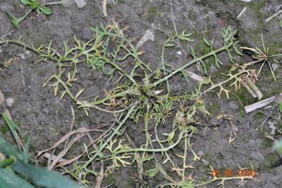 Rumian 3 tygodnie po zabiegu herbicydem Mustang Forte 195 SE