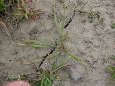 Miot?a zbo?owa 4 tygodnie po zabiegu herbicydem Lancet Plus 125 WG