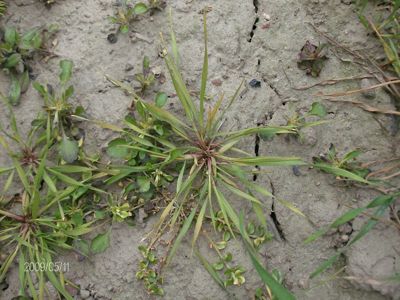 Miot?a zbo?owa 4 tygodnie po zabiegu herbicydem Lancet Plus 125 WG