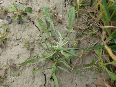 Chaber b?awatek 4 tygodnie po zabiegu herbicydem Lancet Plus 125 WG